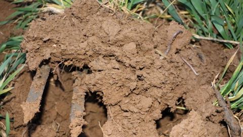 Le stockage du carbone est favorisé par le travail simplifié du sol surtout dans les climats secs (©Terre-net Média)