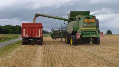 En blé, les premières estimations sont de 50 q/ha pour Dijon Céréales (©Terre-net Média) En blé, les premières estimations sont de 50 q/ha pour Dijon Céréales (©Terre-net Média)