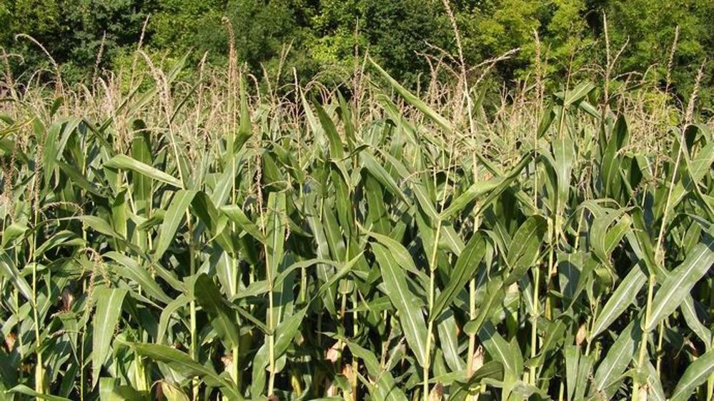 Le maïs français risque de souffrir d'un déficit hydrique. (©Terre-net Média)