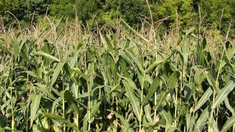 Le maïs français risque de souffrir d'un déficit hydrique. (©Terre-net Média)