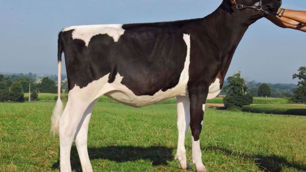 Maybeline Tual, Top gTPI en Europe +2702 avec +2,55 PTAT, +191 ISU - Souche Gold Chip Hermine Tual TB89. (©Jean-Pierre Thebault)