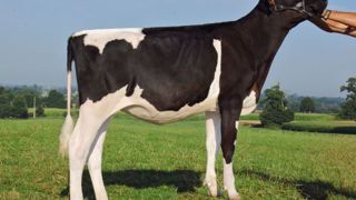 Maybeline Tual, Top gTPI en Europe +2702 avec +2,55 PTAT, +191 ISU - Souche Gold Chip Hermine Tual TB89. (©Jean-Pierre Thebault) Maybeline Tual, Top gTPI en Europe +2702 avec +2,55 PTAT, +191 ISU - Souche Gold Chip Hermine Tual TB89. (©Jean-Pierre Thebault)