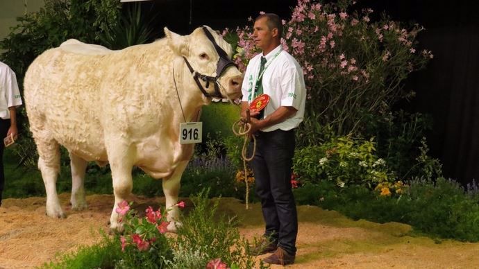 Berline se classe première dans la catégorie Vaches du concours Charolais.
