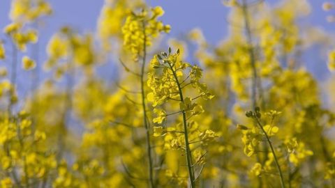 Les pluies en France devraient suffire à faire germer les colzas déjà semés. (©Terre-net Média) Les pluies en France devraient suffire à faire germer les colzas déjà semés. (©Terre-net Média)