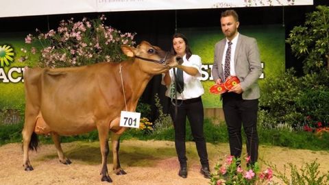 Hosiris (EARL Hyson-Voillot), grande championne Jersiaise du concours interrégional du Space. (©Arsoe)