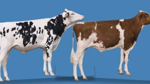 E-Semin a l’intention « d’uberiser » le marché de la semence bovine