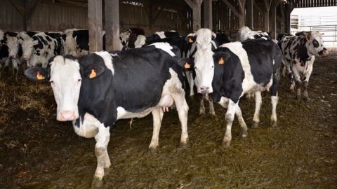 Le croisement Holstein x Montbéliarde, permet par effet d'hétérosis d'améliorer de <a target="_blank" href="http://idele.fr/presse/publication/idelesolr/recommends/lheterosis-quel-impact-sur-les-performances.html">6 % la production laitière et de 6,5 % le taux de réussite en première IA (+4,5 % en Holstein x Normande) par rapport à la moyenne des deux races</a>. L'effet d'hétérosis est moins marqué sur le