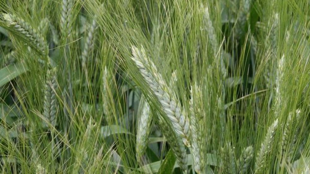 Au Canada, le blé dur souffre de mycotoxines et de fusariose. (©Terre-net Média)