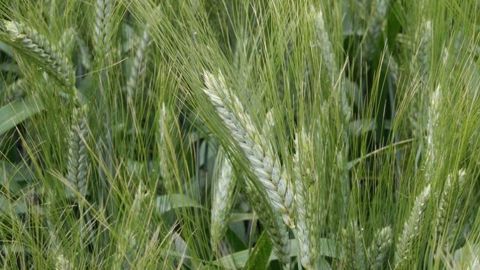 Au Canada, le blé dur souffre de mycotoxines et de fusariose. (©Terre-net Média) Au Canada, le blé dur souffre de mycotoxines et de fusariose. (©Terre-net Média)