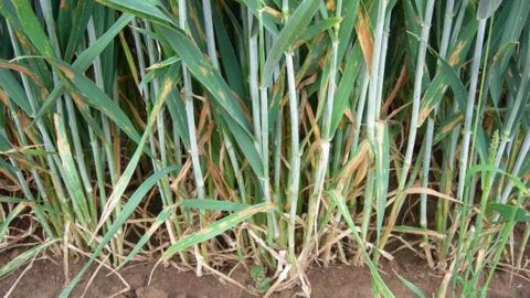 Pour 2017, priorité au T1 et alternatives économiques possibles en T1 et T3. (©BASF)