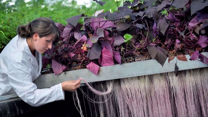 Plantes tropicales produisant en aeroponie des composés actifs dans leurs racines.