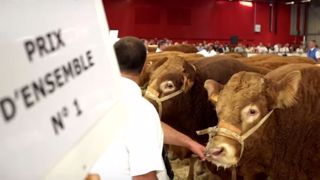 Le palmarès du concours national limousin 2016 à Poitiers Le palmarès du concours national limousin 2016 à Poitiers