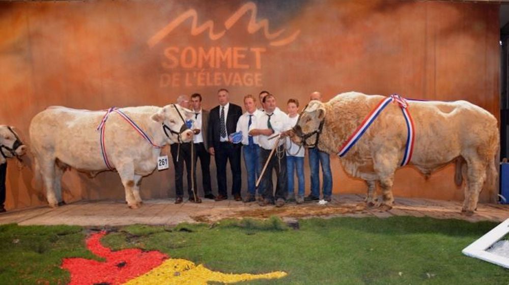 Qui succèdera aux champions charolais 2014 <a href="http://www.web-agri.fr/conduite-elevage/genetique-race/article/palmares-du-concours-charolais-du-sommet-de-l-elevage-2014-1175-104141.html" target="_self">Douve et Espoir </a> au Sommet cette année ? (©Terre-net Média) 