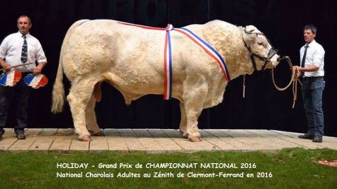 Holiday (Empereur x Chamade) au Gaec Cadoux 