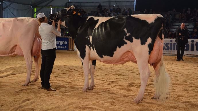 La grande championne, féminine et trés équilibrée sur tous les postes : Hirma à l'elevage Parisse