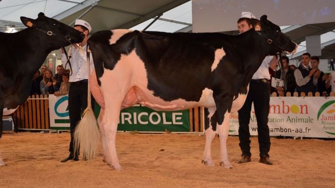 Glory P2M (Jordan x Mac) au Gaec P2MN du Cantal.