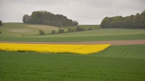 Selon ODA, la production française de colza pourrait baisser de plus de 10 % en 2017. (©Terre-net Média)