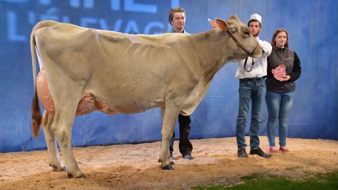 Meilleure mamelle adulte : Fouine 69 (Traction x Rubis) aux Gaec de Chayrigues dans l'Aveyron (12)