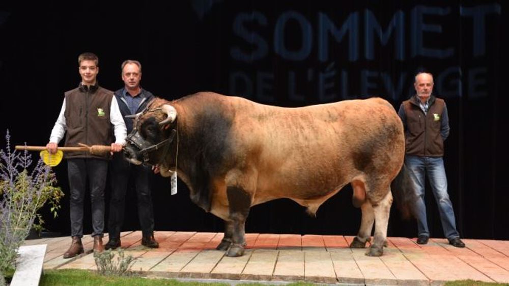 Champion mâle adulte : Everest (Benhur x Bergère) au Gaec de Norologues de l'Aveyron (12).(©Terre-net Média)
