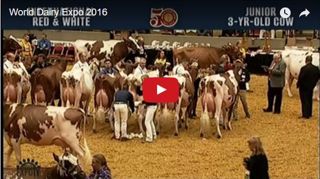 Palmarès de la World Dairy Expo à Madison Palmarès de la World Dairy Expo à Madison