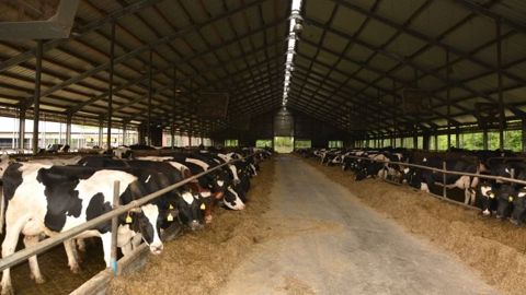 Les bâtiments allemands sont d'une simplicité déconcertante : 2*3 rangées de logettes, un toit généralement photovoltaïque et des filets brise-vent à la place des murs. (©Terre-net Média) 