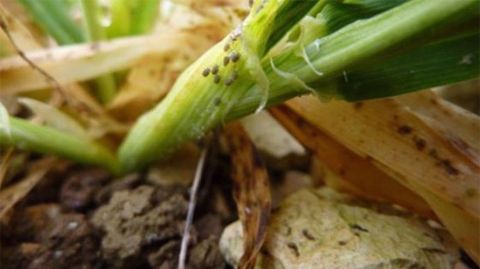 La surveillance des infestations de pucerons n’est pas toujours aisée, notamment en fin d’automne, mais elle reste nécessaire. Les premiers stades sont les plus sensibles mais l’infection reste possible jusqu’à environ fin tallage si les conditions sont favorables. (©Arvalis - Institut du végétal Laure Plantecoste)