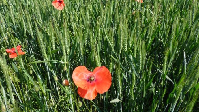 Coquelicot dans le blé.