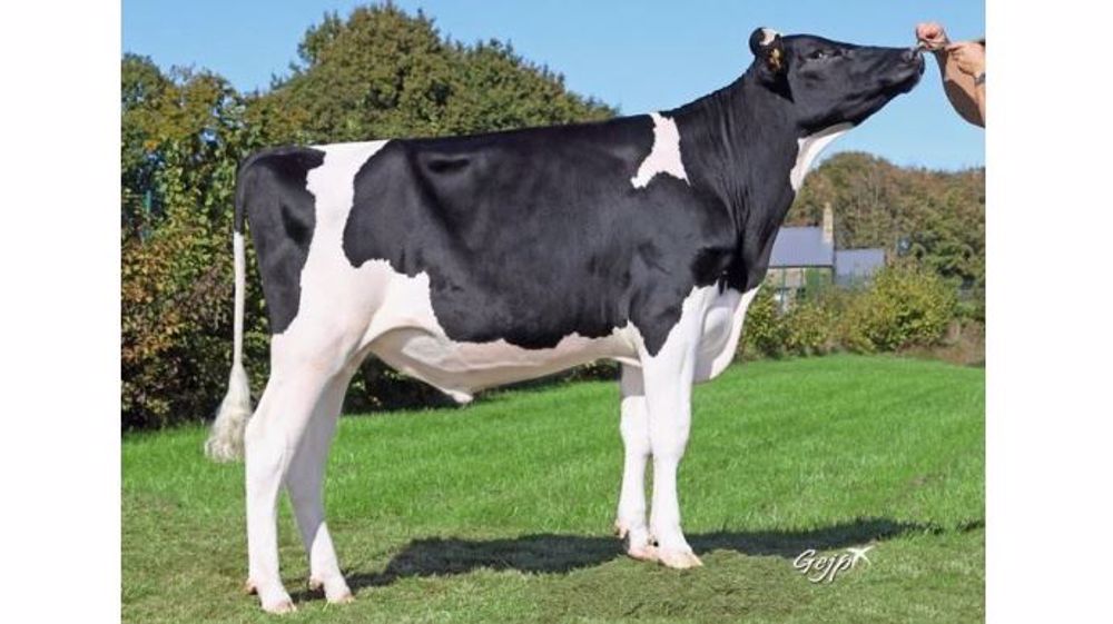 Isitolo (Numéro Uno x Niagra) a 179 points d'ISU en ce moment, est le premier taureau français en nombre d'IA premières avec 34 000 IAP, soit 1,6 % des IAP Holstein. (©Gejp / Evolution) 