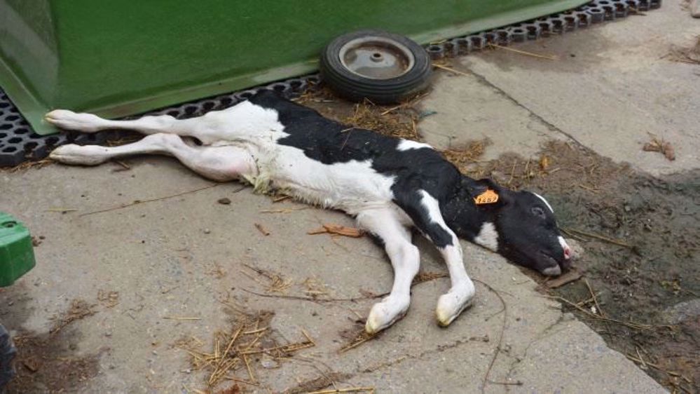 Les veaux morts, avortés et les délivrances sont des réservoirs à maladies : éliminez-les rapidement dans un bac d'équarrissage avant que d'autres animaux n'y touchent (bovins et chiens) et protégez-vous des zoonoses avec des gants. Isolez la mère durant deux semaines. (©Terre-net Média)