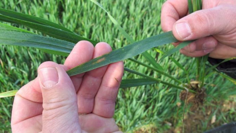 Épipré déclenche un avis de traitement si et seulement si les conséquences d’une attaque ne sont plus acceptables d’un point de vue économique. (©Terre-net Média)