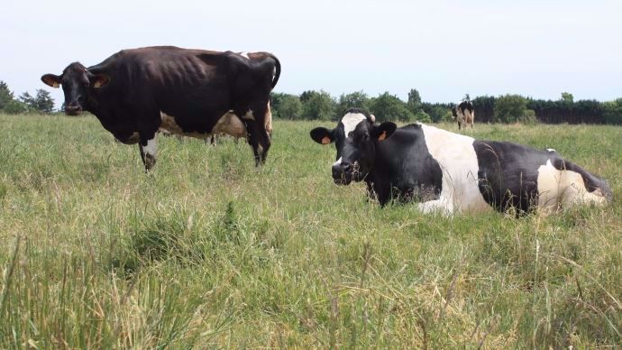 Pour la première zone, imposée par Bruxelles, le ministère de l'agriculture augmente le taux maximal de chargement de 1,3 UGB/ha à 1,4.
