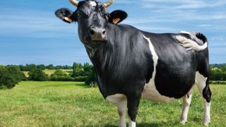 Communiquez dès aujourd’hui avec la future plus célèbre vache de France en utilisant le #FINE ! (©SIA- P. Parchet) Communiquez dès aujourd’hui avec la future plus célèbre vache de France en utilisant le #FINE ! (©SIA- P. Parchet)