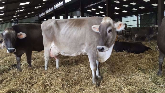 Echalotte record de la race brune