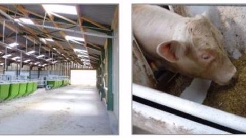 En Vendée, la ferme des Etablières s'est équipée d'auges peseuses à identification électronique. (©Idele)