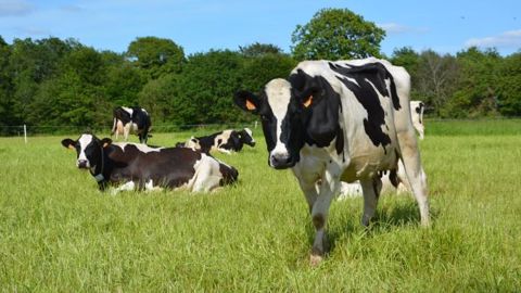 Les 700 kg d'ensilage de maïs non distribués au printemps font baisser les charges alimentaires annuelles des laitières de 94 à 77 €/1 000 litres. (©Terre-net Média)