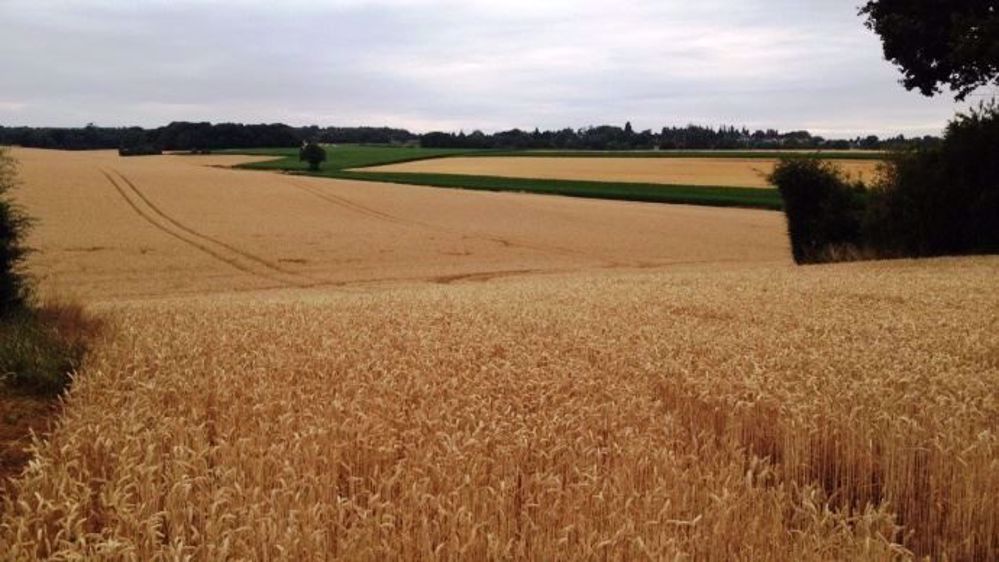 Une certaine sécheresse règne sur les cultures américaines de blé mais des précipitations sont prévues dans les prochains jours. (©Terre-net Média)