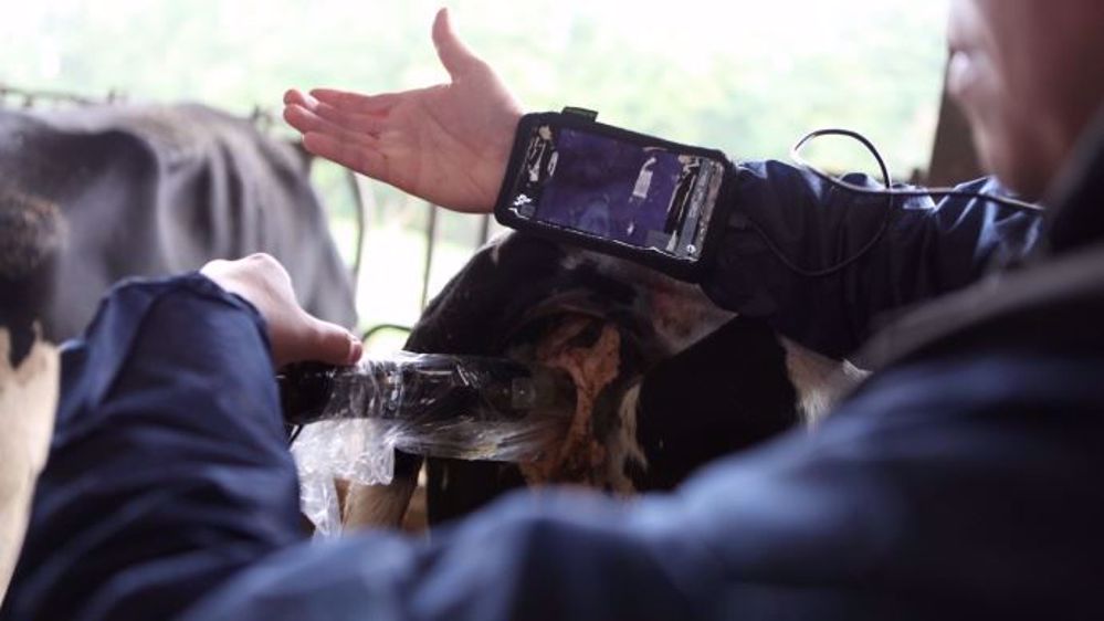 Inséminer avec l'AlphaVision est plus confortable pour la vache comme pour l'inséminateur ! (©IMV)