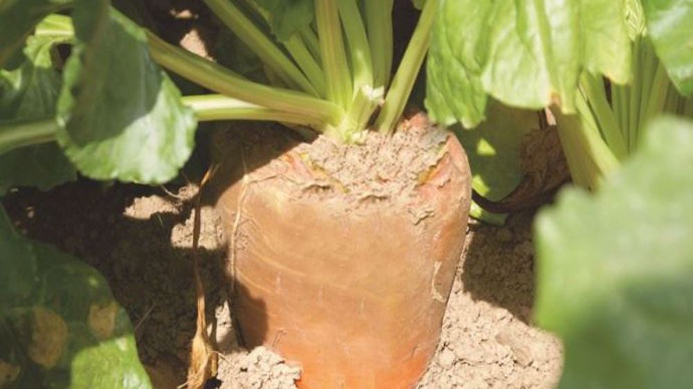 Betterave fourragère de la variété Cerise. (©Caussade Semences)