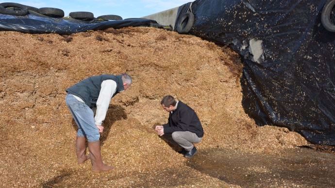 silo ensilage maïs