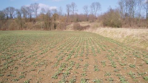 En Ukraine, l’impact sur les cultures de colza dépendra des précipitations de ces prochains jours. (©Terre-net Média)