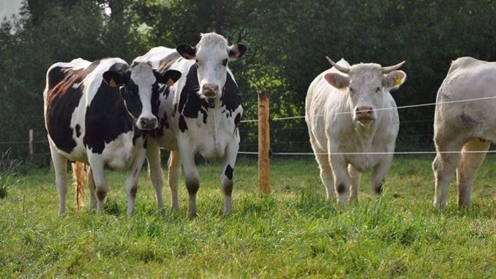 Toutes les modalités techniques pour bénéficier des aides animales 2016 sont détaillées dans une même instruction technique. (©Terre-net Média)