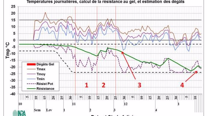 Figure 1 : Visualisation des variations de résistance au froid selon le modèle Inra  Le niveau de résistance est identifié par la courbe verte ; des dégâts apparaissent lorsque les températures minimales sous abri (courbe bleue) passent en dessous du niveau de résistance.