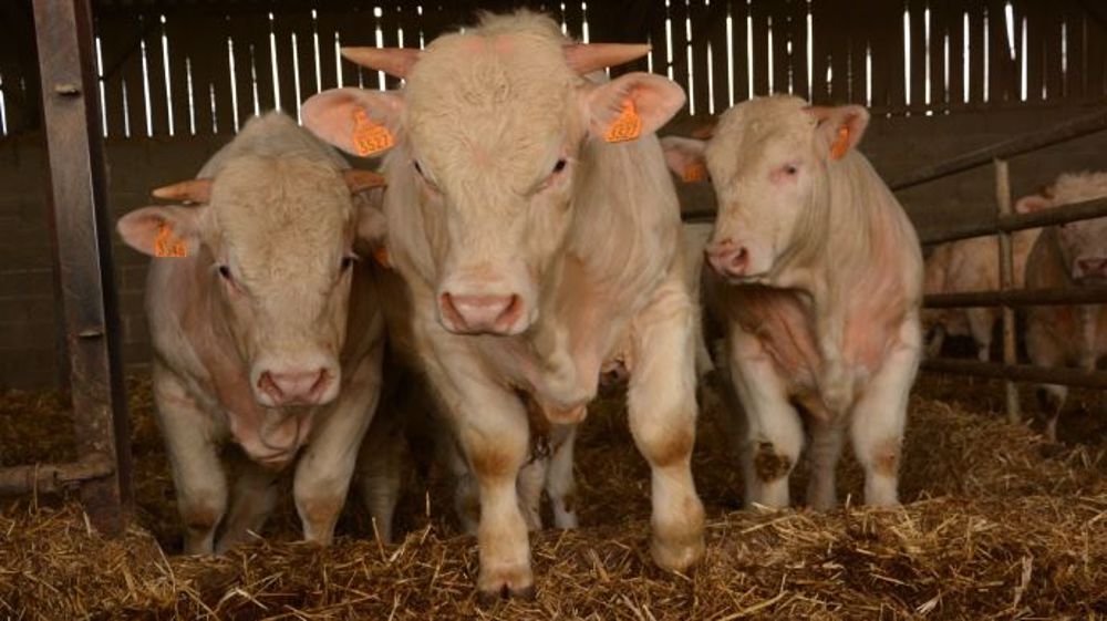 Le Brexit pourrait venir déséquilibrer le marché européen de la viande bovine, davantage encore que les importations canadiennes. (©Terre-net Média)