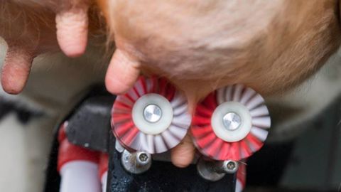 Les brosses s'adaptent sur le robot de traite Lely Astronaut A4. (©Lely)