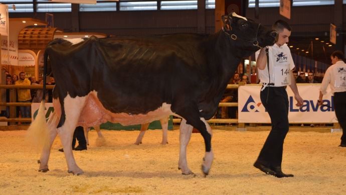 1er des vaches en 6ème lactation et plus : Cendrillon (Jefferson) également au Gaec des Grilles (61)