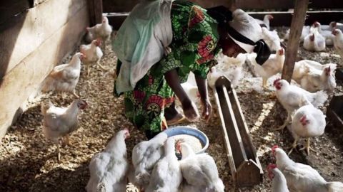 Agnès Koa veille à la qualité de l'alimentation de ses poulets. (©Fabien Essiane) Agnès Koa veille à la qualité de l'alimentation de ses poulets. (©Fabien Essiane)