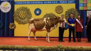 Hadisso100 au Gaec de Toul Manach s'impose en Pie rouge. (©Sia) Hadisso100 au Gaec de Toul Manach s'impose en Pie rouge. (©Sia)