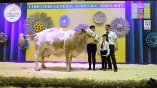 Fameuse, championne adulte Simmental. (©Sia) Fameuse, championne adulte Simmental. (©Sia)
