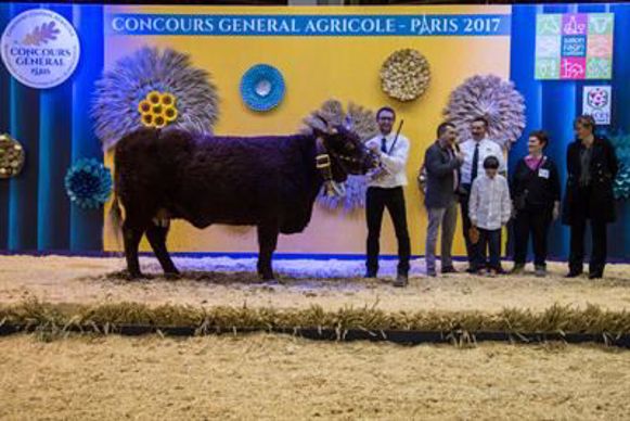 Ivresse au Gaec Dayral est la championne de la race Salers.