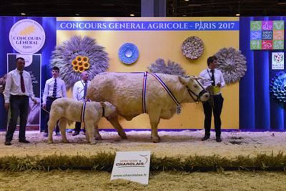 Frivole, championne femelle.